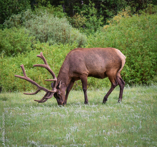Wallpaper Mural Bull Elk in Rocky Mountain National Park Torontodigital.ca