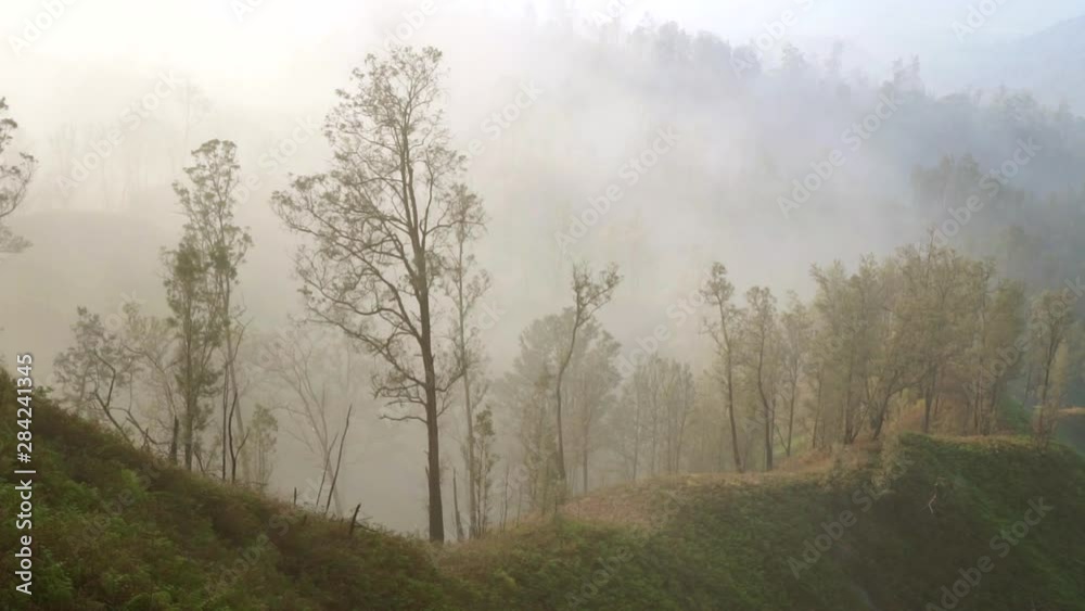 Breathtaking forest under foggy weather in Indonesia Breathtaking forest under foggy weather in Indonesia