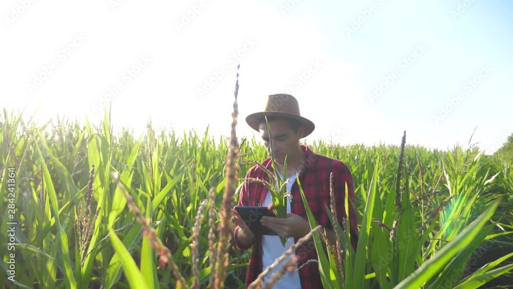 smart farming concept slow motion video. Agronomist man holds tablet touch pad computer in the corn field is studying and examining lifestyle crops before harvesting. Agribusiness concept. male farmer smart farming concept slow motion video. Agronomist man holds tablet touch pad computer in the corn field is studying and examining lifestyle crops before harvesting. Agribusiness concept. male farmer