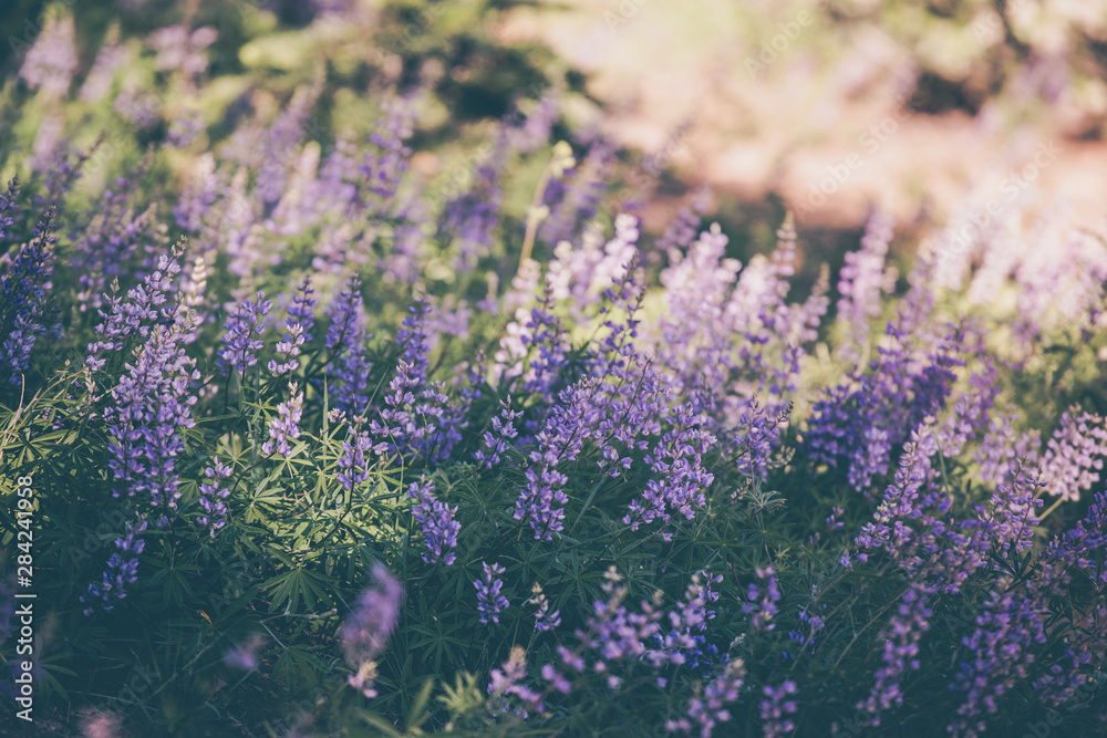 Naklejka premium wild flowers