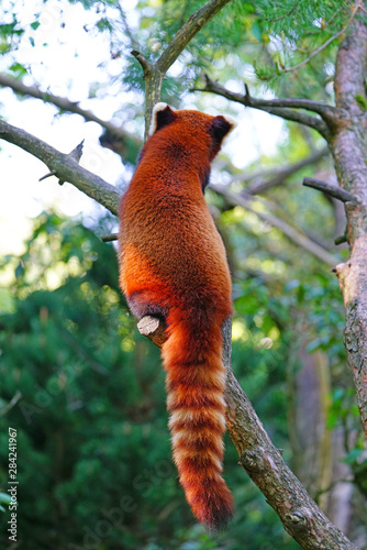 View of a Red Panda (Ailurus fulgens) in an outdoor park photo