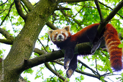 View of a Red Panda (Ailurus fulgens) in an outdoor park