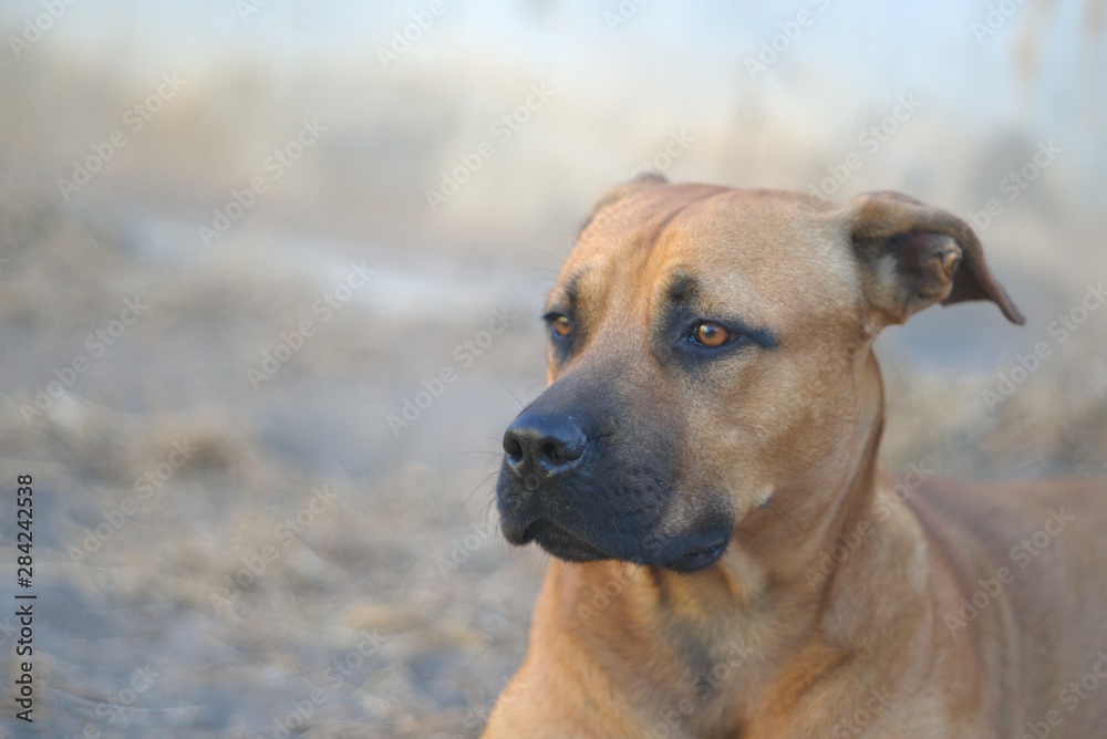 Mixed breed dog against blurred background Mixed breed dog against blurred background