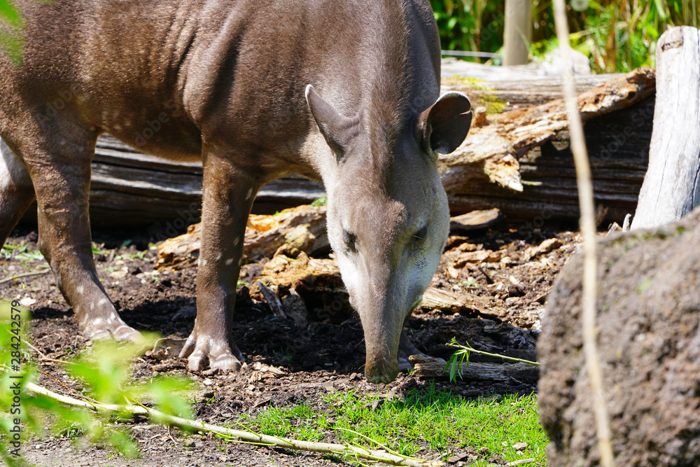 View of a South American Tapir (tapirus terrestris)