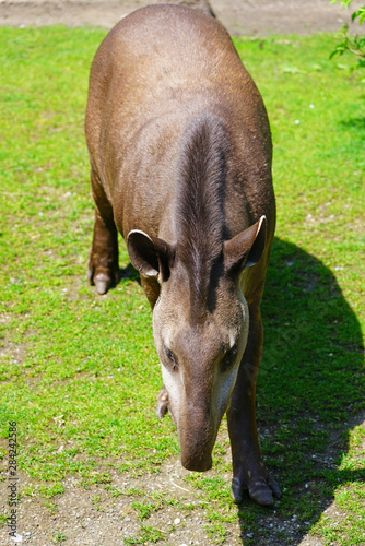 View of a South American Tapir  tapirus terrestris 
