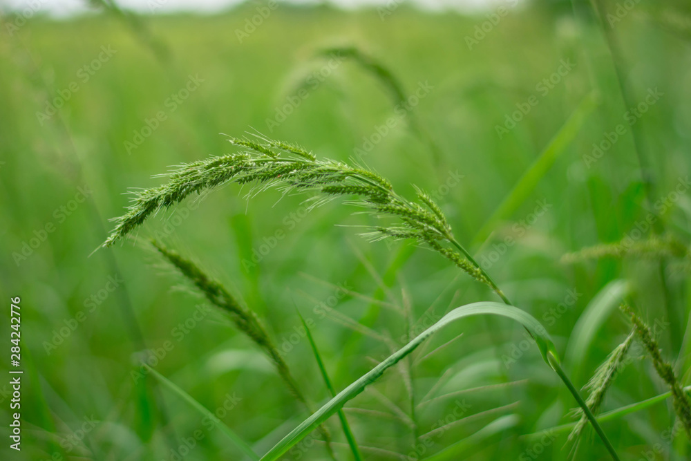 juWeeds in rice fields Pests that are difficult to eliminate Spread in rice fields of tropical monsoon areas, Southeast Asia, Thailand, Myanmar, Laos, Vietnam, Cambodia, Malaysia,ngle rice, birds rice juWeeds in rice fields Pests that are difficult to eliminate Spread in rice fields of tropical monsoon areas, Southeast Asia, Thailand, Myanmar, Laos, Vietnam, Cambodia, Malaysia,ngle rice, birds rice