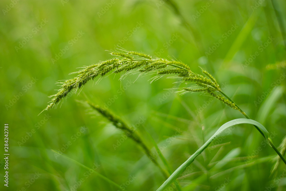 juWeeds in rice fields Pests that are difficult to eliminate Spread in ...