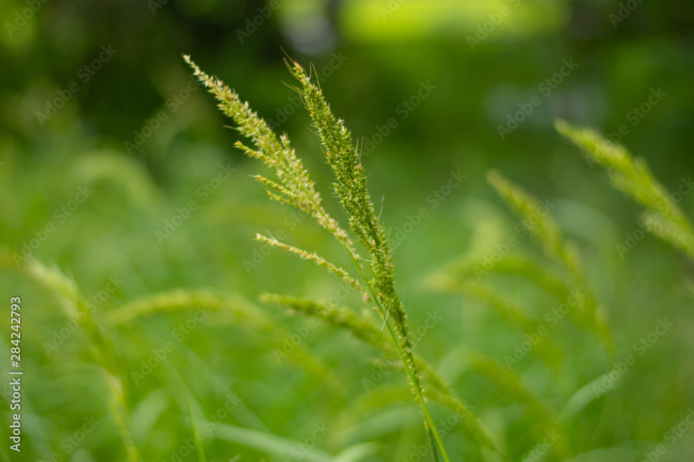 juWeeds in rice fields Pests that are difficult to eliminate Spread in rice fields of tropical monsoon areas, Southeast Asia, Thailand, Myanmar, Laos, Vietnam, Cambodia, Malaysia,ngle rice, birds rice juWeeds in rice fields Pests that are difficult to eliminate Spread in rice fields of tropical monsoon areas, Southeast Asia, Thailand, Myanmar, Laos, Vietnam, Cambodia, Malaysia,ngle rice, birds rice
