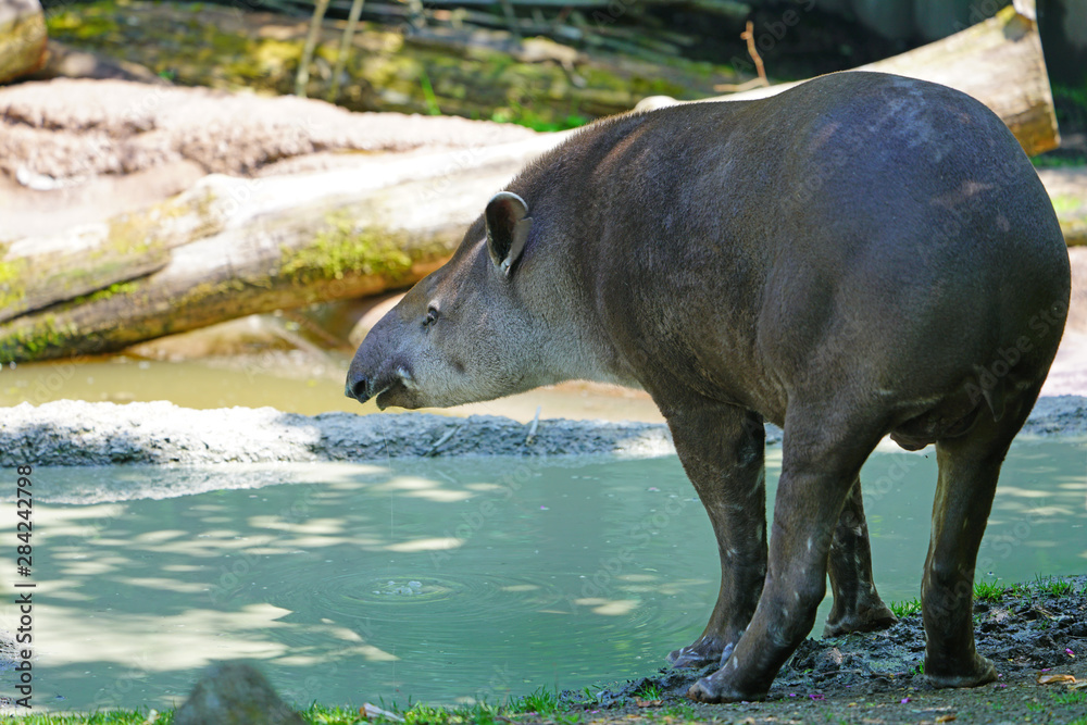View of a South American Tapir (tapirus terrestris) View of a South American Tapir (tapirus terrestris)