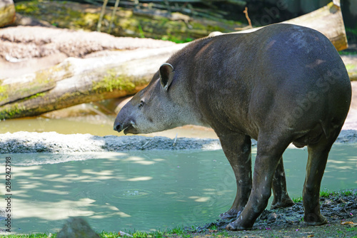 View of a South American Tapir  tapirus terrestris 