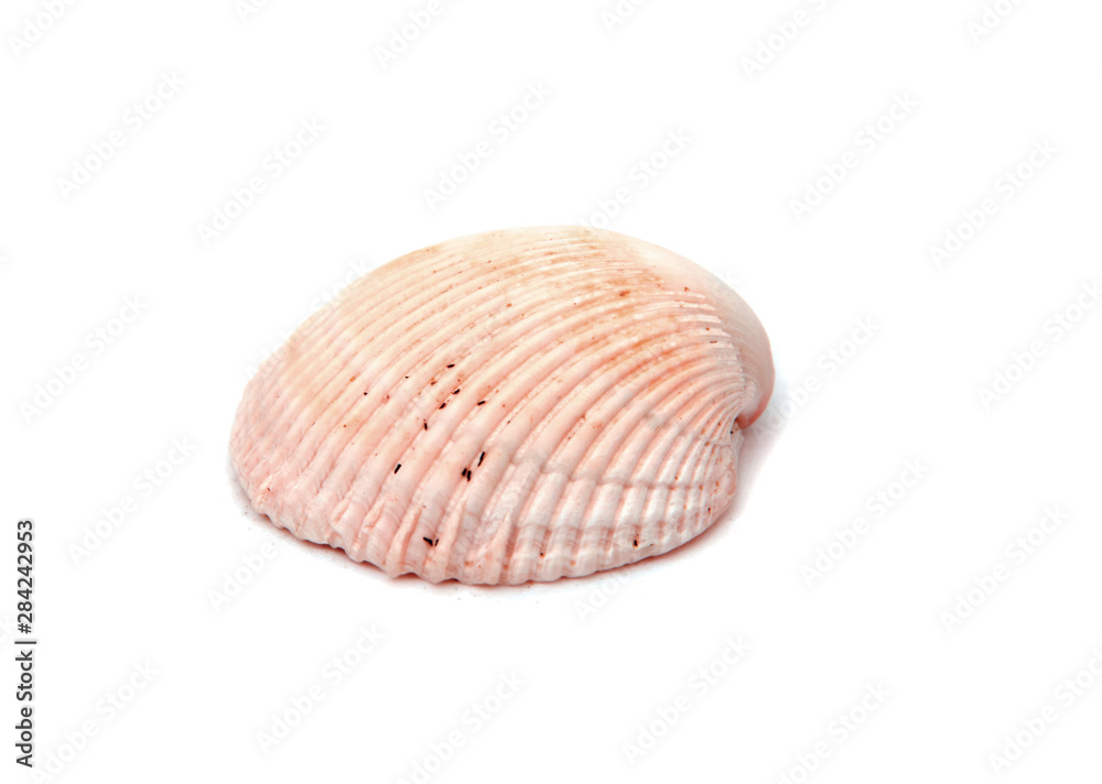 Sea shell upside cockles from the beach isolated on white background Sea shell upside cockles from the beach isolated on white background