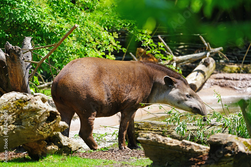 View of a South American Tapir (tapirus terrestris)