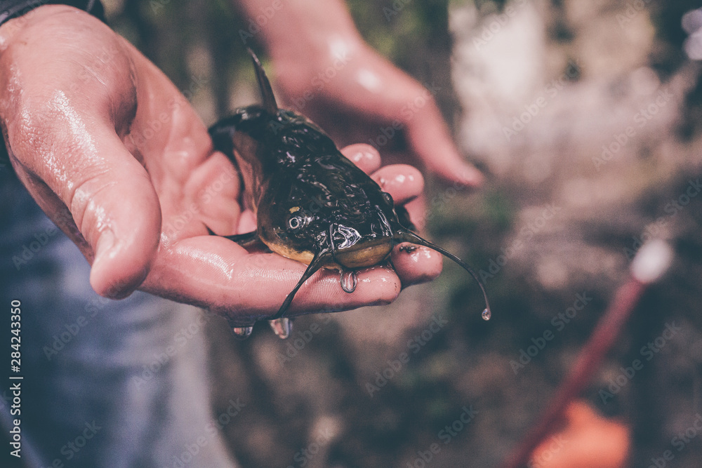 Obraz premium catfish