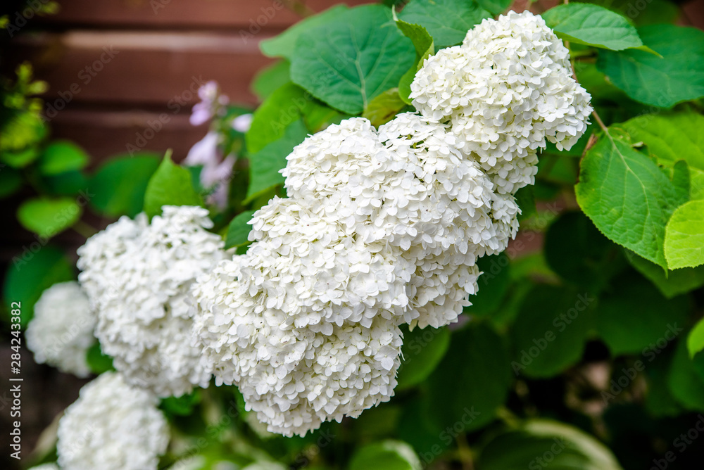 White hydrangea blooms in summer in the city Park White hydrangea blooms in summer in the city Park