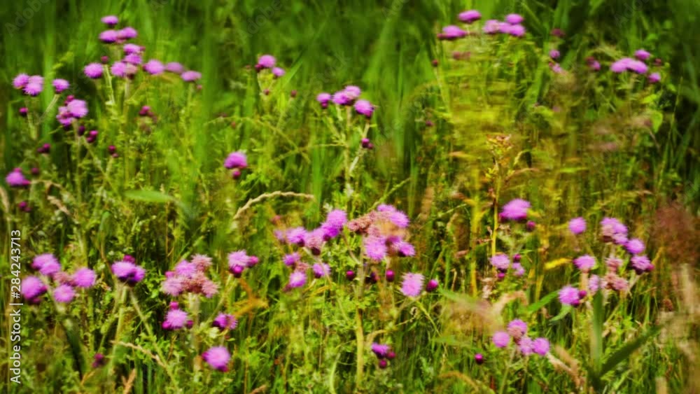 Wasps, butterflies and insects feeding on wildflowers, timelapse motion blur. Wasps, butterflies and insects feeding on wildflowers, timelapse motion blur.