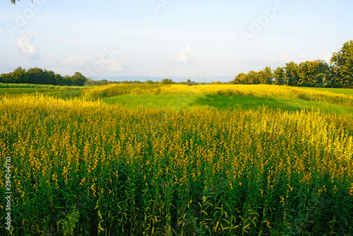 The farm of Crotalaria Juncea flower which use for soil improvem
