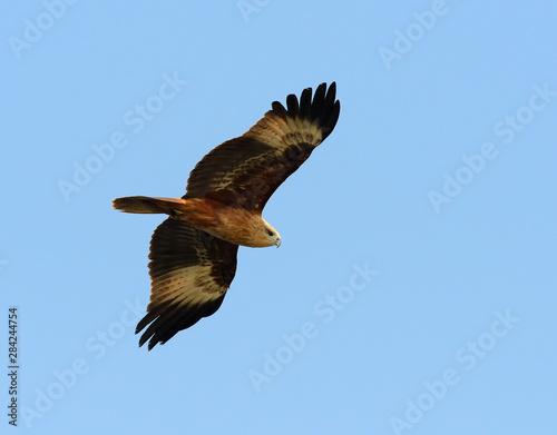 Flying birds Brahminy Kite  Haliastur indus 