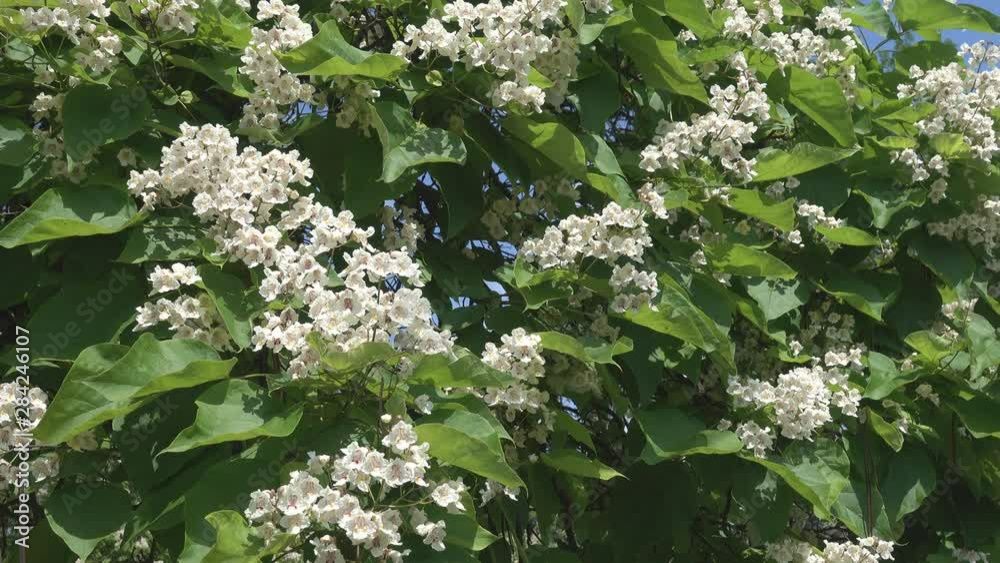 Chinese catalpa or Egg-shaped Catalpa (Catalpa ovata) blooms in the ...