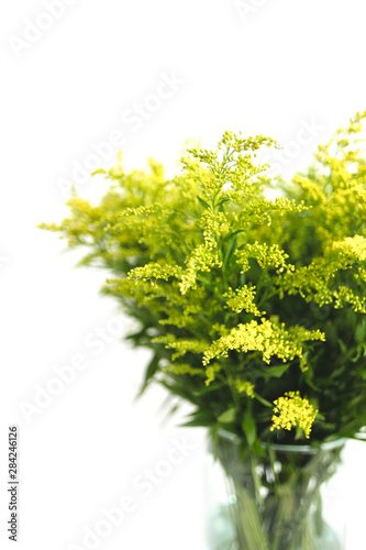 Yellow spring flowers (Solidago) in a glass vase Isolated on white background. © TWINS DESIGN STUDIO