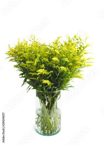 Yellow spring flowers (Solidago) in a glass vase Isolated on white background.