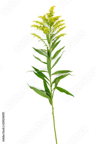 Yellow spring flowers  Solidago  in a glass vase Isolated on white background.
