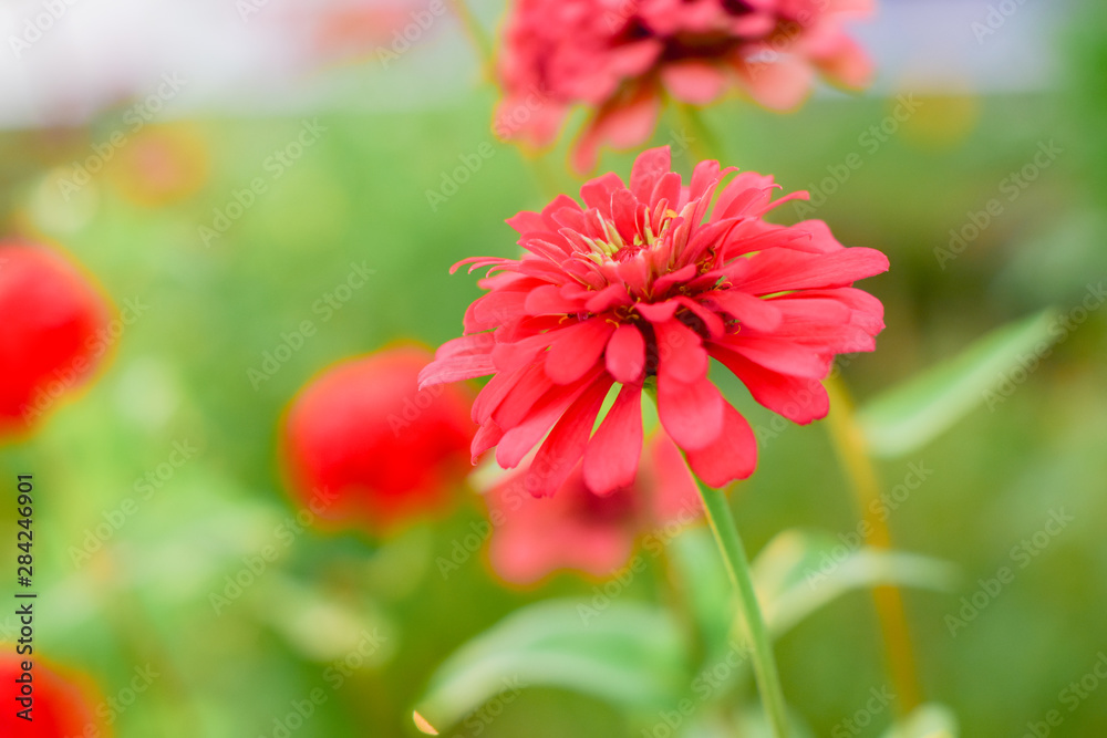 Beautiful red flower isolated with nature background Beautiful red flower isolated with nature background