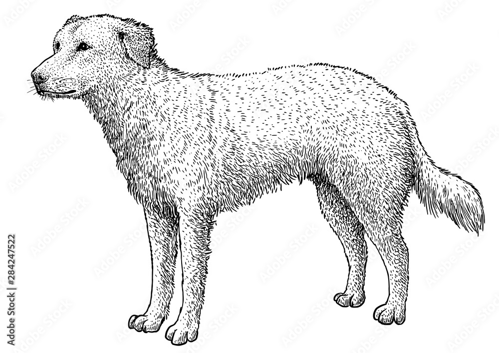 Dog illustration, drawing, engraving, ink, line art, vector Dog illustration, drawing, engraving, ink, line art, vector