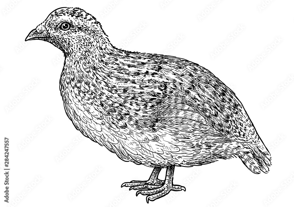 Quail illustration, drawing, engraving, ink, line art, vector Stock