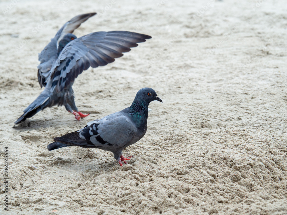 Obraz premium Pigeon on the sand, Closeup of a gray pigeon in the beach