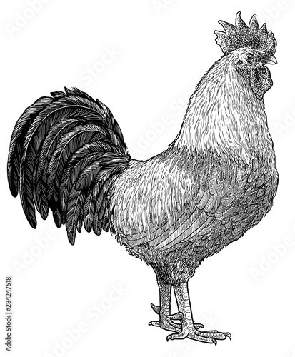 Rooster illustration, drawing, engraving, ink, line art, vector