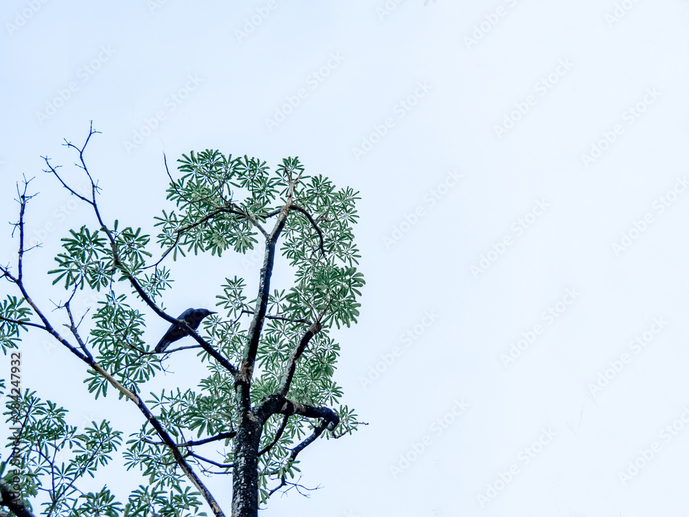 Black Carrion Crow (Corvus corone) perched on tree, Black crow standing proudly on top of a tall tree. Black Carrion Crow (Corvus corone) perched on tree, Black crow standing proudly on top of a tall tree.