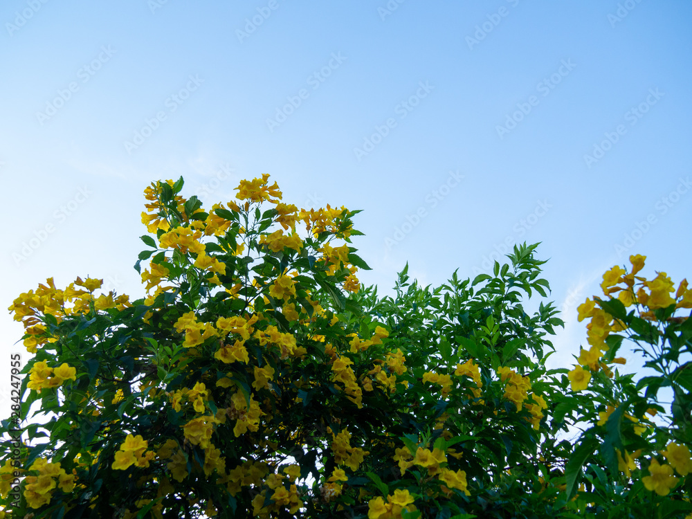 Tecoma stans tree in garden, Blossoms of Yellow Trumpetbush on blue sky, Common name is Yellow bell / Yellow elder / Trumpet vine. Tecoma stans tree in garden, Blossoms of Yellow Trumpetbush on blue sky, Common name is Yellow bell / Yellow elder / Trumpet vine.