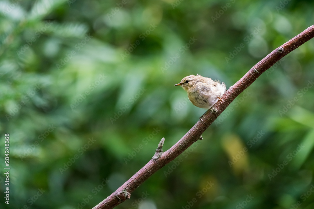 An Eurasian blackcap An Eurasian blackcap