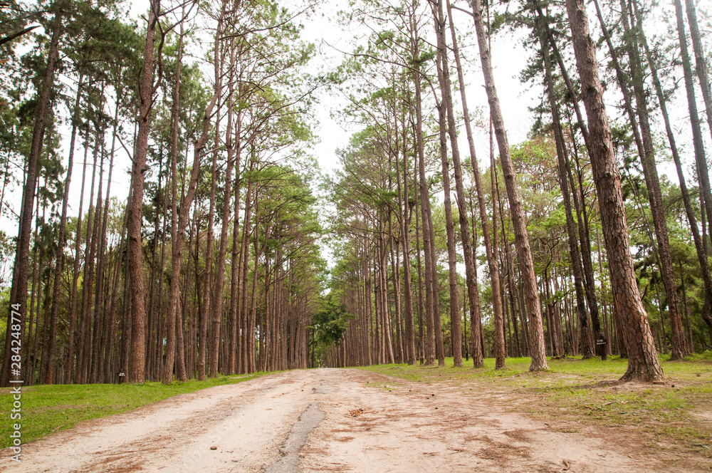 Early morning with sunrise in pine forest 