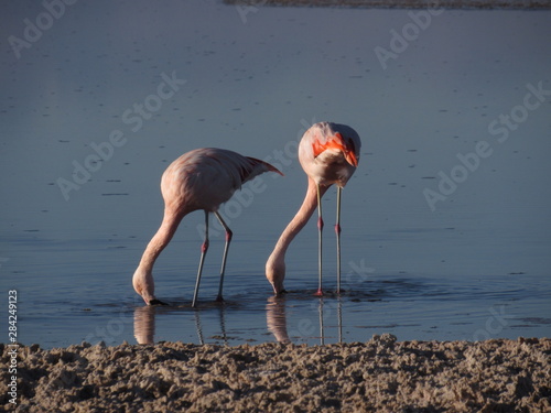 Flamingo Eating
