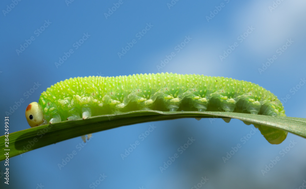 Sawfly, Symphyta larva on grass blade, macro photo Sawfly, Symphyta larva on grass blade, macro photo