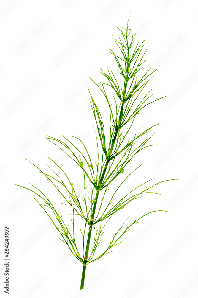 Cutting horsetail plants isolated on a white background