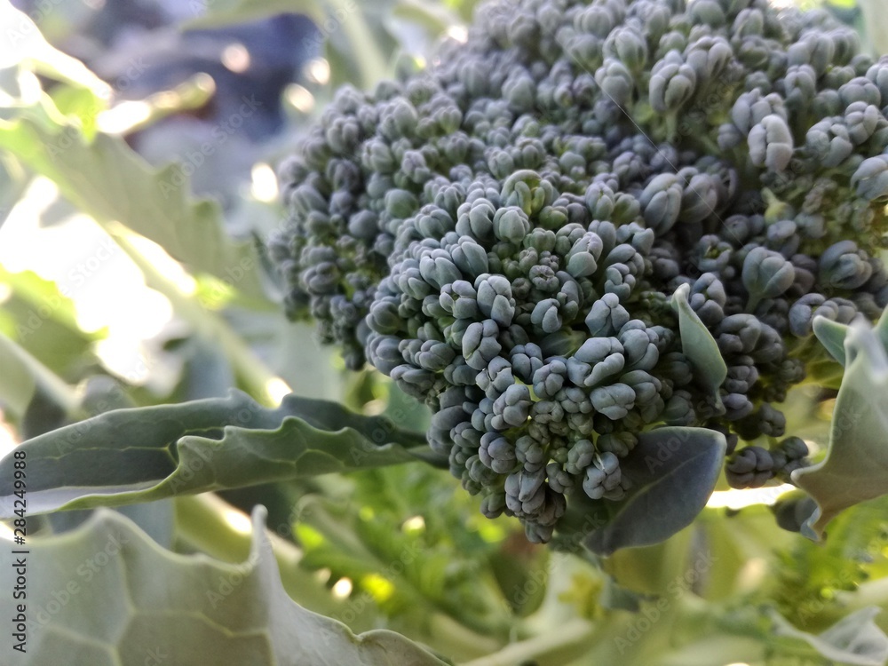 Broccoli growing in the garden. Vegetable from the Spanish orchard. Broccoli growing in the garden. Vegetable from the Spanish orchard.