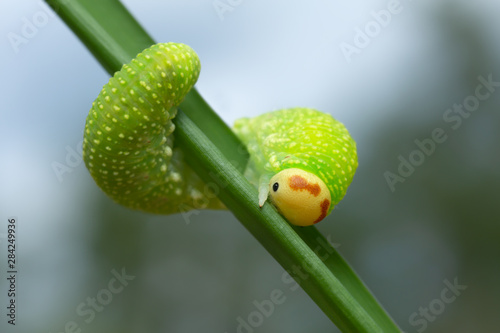 Sawfly, Symphyta larva on grass blade, macro photo photo