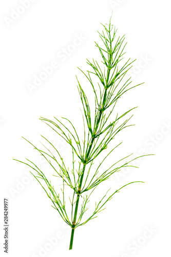 Cutting horsetail plants isolated on a white background