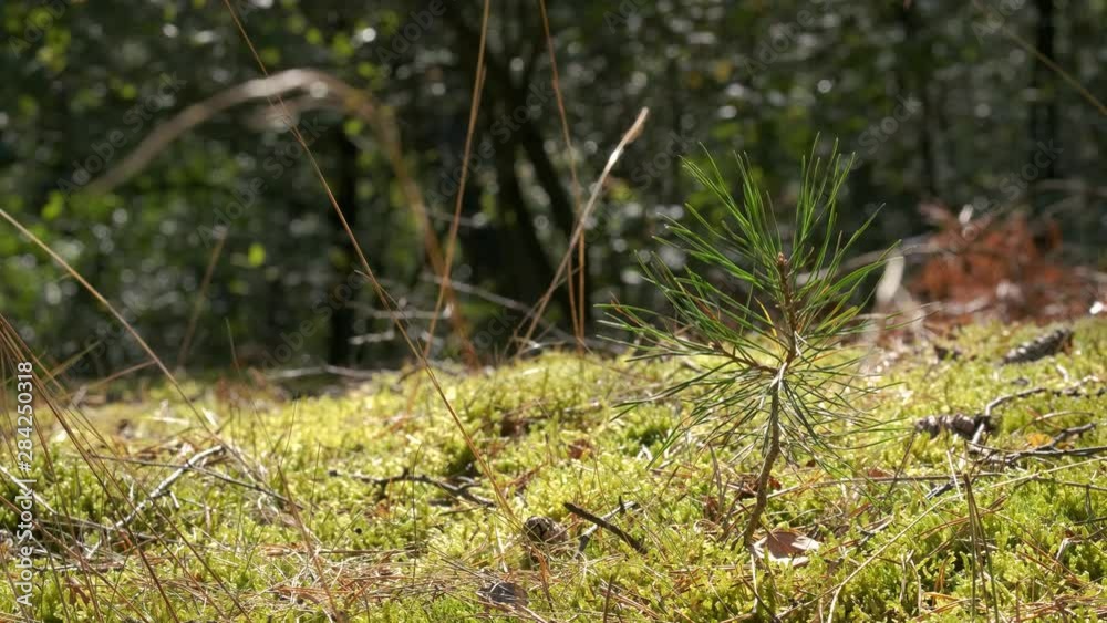small pine twig on the ground swaying in the wind. small pine twig on the ground swaying in the wind.