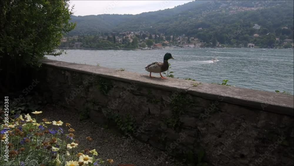 Isola Bella garden and Stresa.Lago Maggiore, Italy Isola Bella garden and Stresa.Lago Maggiore, Italy