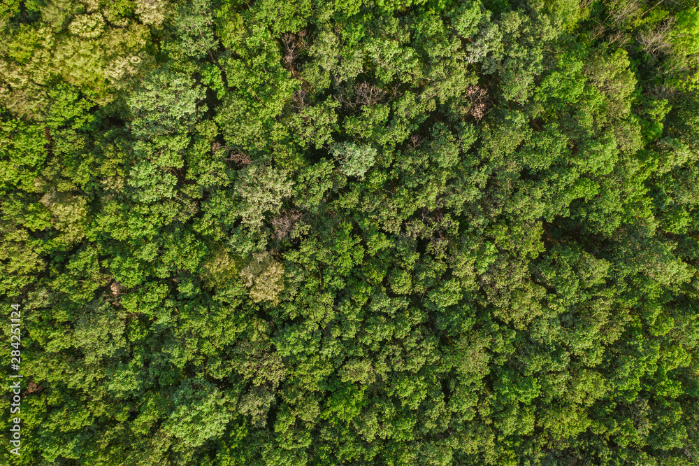 Aerial top view forest, Texture of forest view from above, drone view Aerial top view forest, Texture of forest view from above, drone view