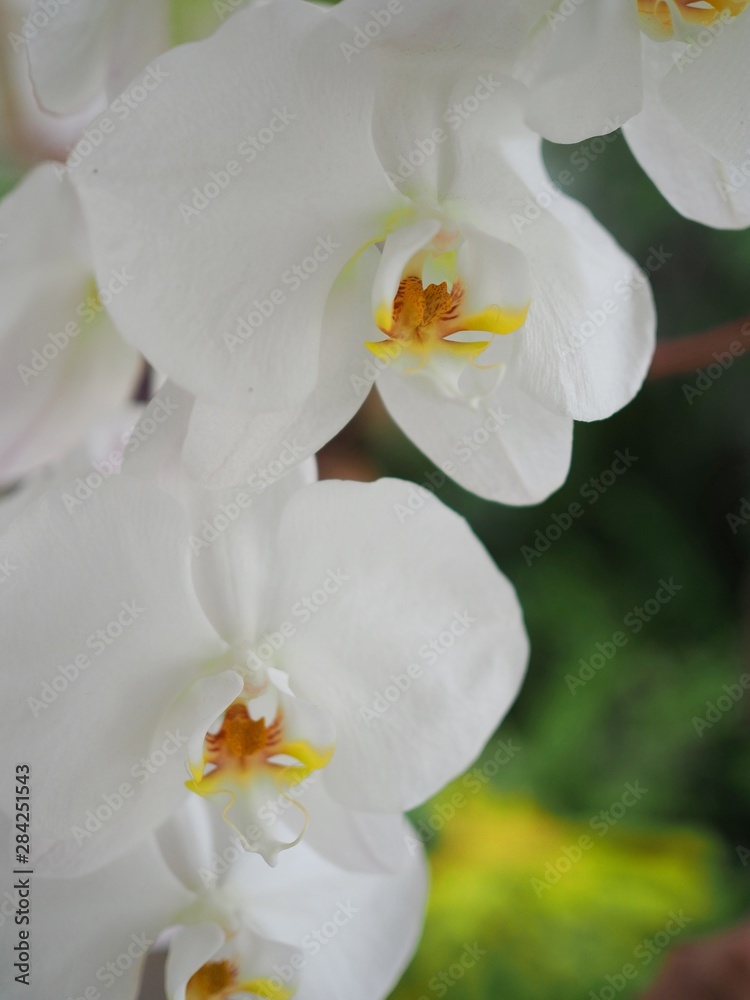 Close up Of Phalaenopsis Orchid Close up Of Phalaenopsis Orchid