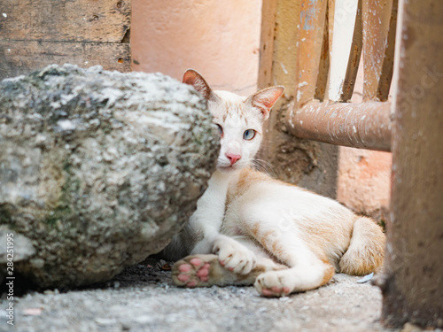 Cat white,Secretly behind rocks,Cunning eyes,Animal pet so cute,On street Bangkok,Thailand