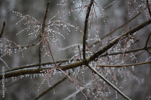 ice on twigs