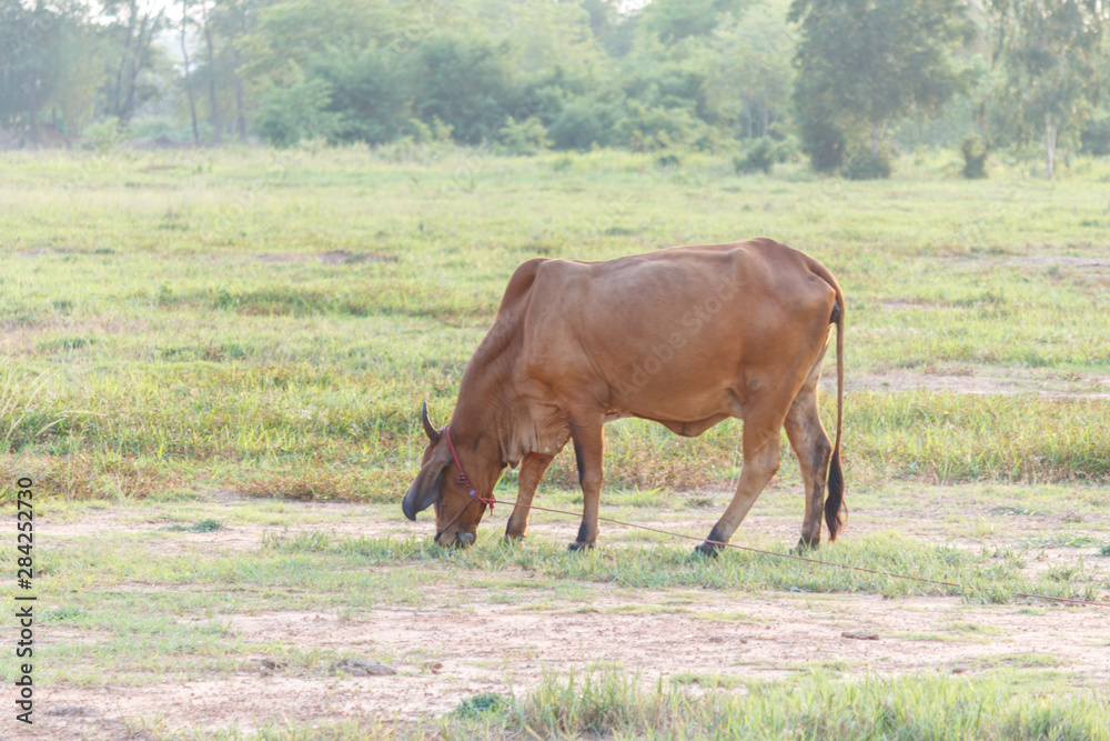 Cow on agricultural in thailand