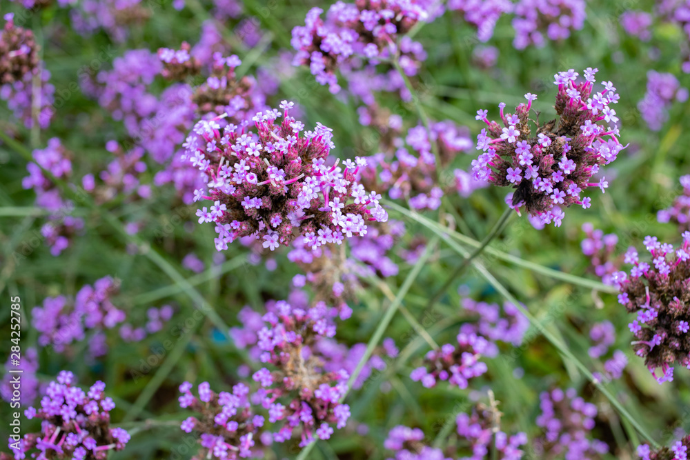 Close up verbena flower in the garden Close up verbena flower in the garden