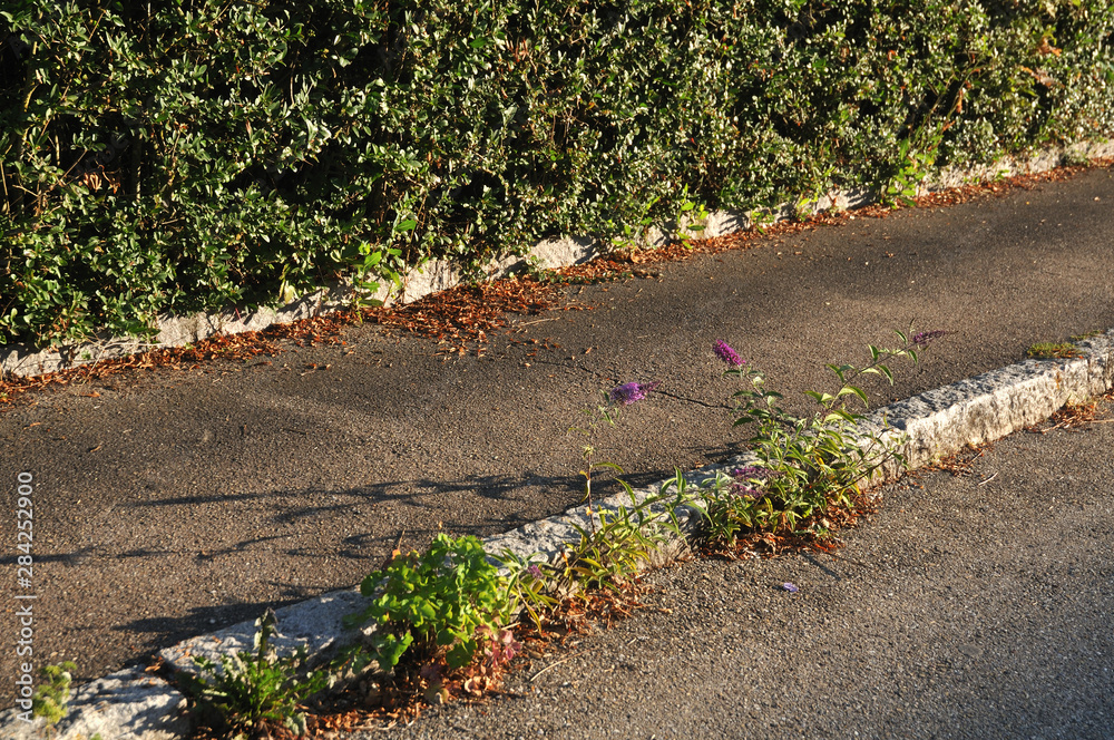 seedlings of a butterfly bush growing in a gutter Stock Photo Adobe Stock