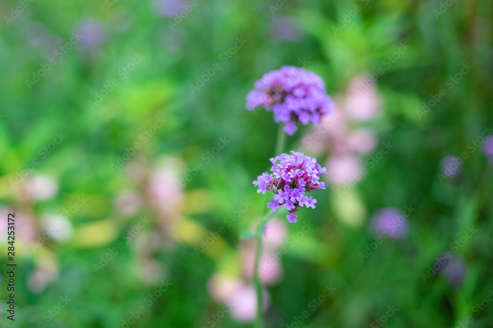 Close up verbena flower in the garden Close up verbena flower in the garden